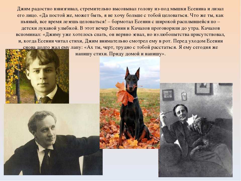 Есенин - собаке качалова (дай, джим, на счастье лапу мне): стих, текст стихотворения на рустих